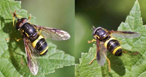 Réf. 330 400 : Chrysotoxum bicinctum